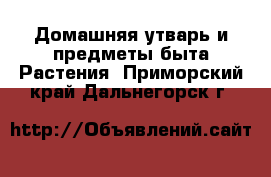 Домашняя утварь и предметы быта Растения. Приморский край,Дальнегорск г.